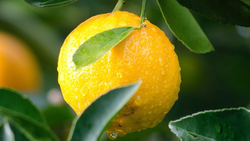 成都生物制品代理加盟：揭秘行业趋势与关键要素**